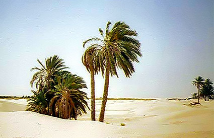 palmiers dans le dsert Tunisie