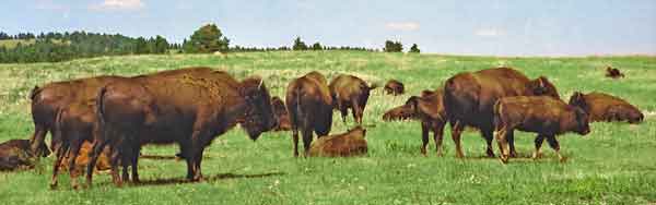 troupeau de bisons - Custer park - Dakota du sud 